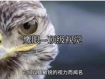 #知识科普 鹰眼—顶级视觉