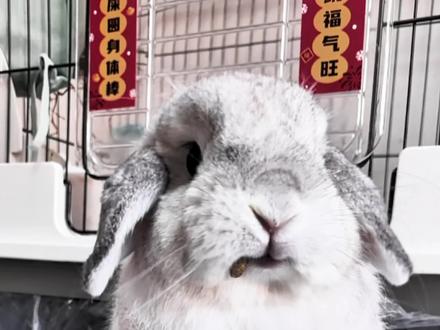 兔子嘤嘤叫怎么回事?#科学养兔