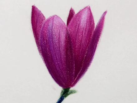 教你画一朵美丽的玉兰花,是不是很简单?#彩铅 #绘画 #零基础学画画