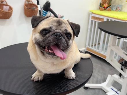 最近普洗已经不能满足我了,为了解决更多的宠物皮毛问题,想换一款更好的沐浴露,伊珊娜门槛太高了,宠馨宝很贵怕客户接受不了,大家推荐得戴维斯dk克里斯汀等等等一大堆,最后爱了 #harmurry #宠物店日常 #巴哥