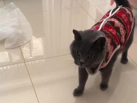 我再也不骂那个猫傻福了 怎么家里的更蠢#蒸蚌 #我和我的猫 #萝卜纸巾猫咪挑战 #萌宠出道计划 #萌宠认物挑战