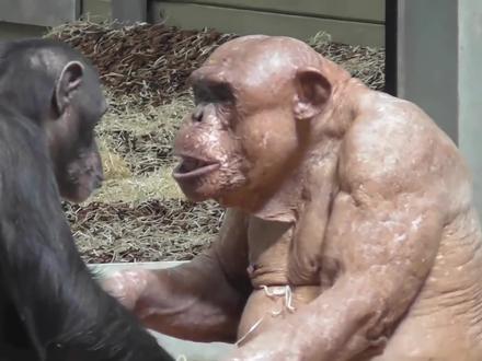无毛大猩猩终于找到了女朋友,在游客面前秀恩爱,这也太尴尬了吧 #大猩猩 #大猩猩的哪些事 #动物搞笑视频