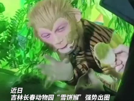 长春“雪饼猴”强势出圈,因吐槽游客投喂雪饼太干巴而走红。扮演者系20多岁舞蹈生帅小伙。