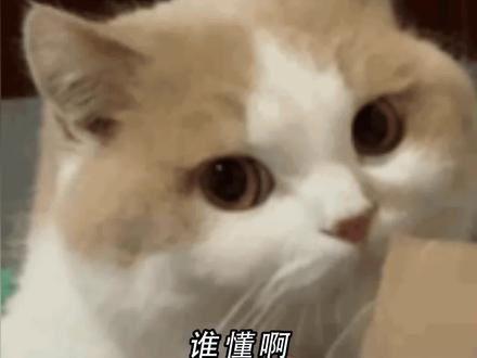 原来高材生迷上小说这么疯狂#番茄小说 #诸神愚戏 #每日看好文 #小说推荐