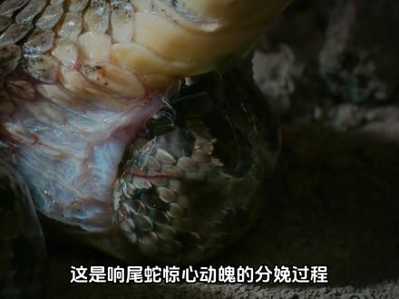 自然界罕见瞬间——响尾蛇分娩全过程 #响尾蛇 #科普 #动物世界 #神奇动物在抖音