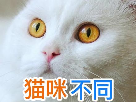猫咪不同叫声的含义##猫知识 #萌宠出道计划 #喵星人 #猫咪叫声 #养宠知识