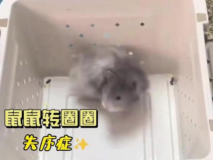 仓鼠失序症 如果仓鼠出现这种情况,你还觉得它在玩耍的话。那一定要重视起来,因为他正在承受你难以想象的痛苦#仓鼠 #萌宠出道计划 #金丝熊 #哇哦闺蜜机 #可移动电视