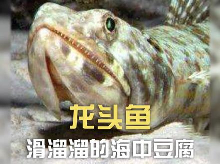 #龙头鱼 :手感像豆腐一样的鱼!
#豆腐鱼 #虾潺 #九肚鱼 #鱼 #动物科普