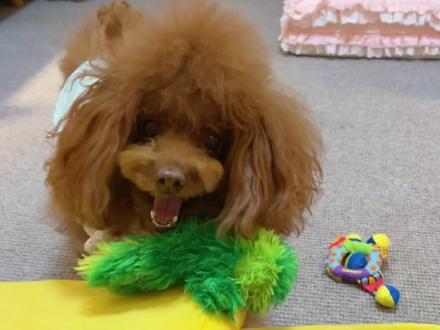 开心的香蕉船装玩具,狗剩子的香蕉船装自己。#铲屎官的乐趣 #萌宠出道计划 #抖音动物图鉴