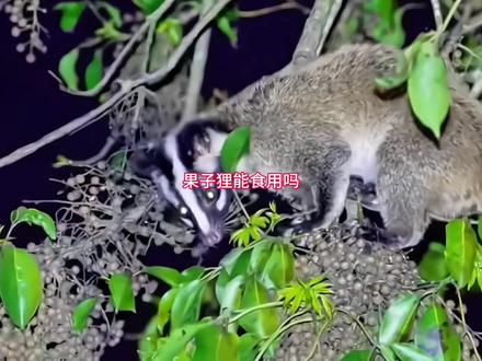 果子狸能食用吗?#动物科普 #果子狸