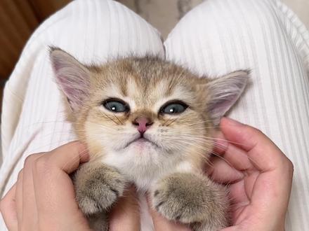 1分钟性格脱敏训练,让猫咪随便抱随便摸#养猫攻略