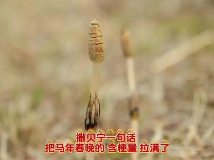 撒贝宁春晚的梗炸评#春晚 #春晚小品#撒贝宁