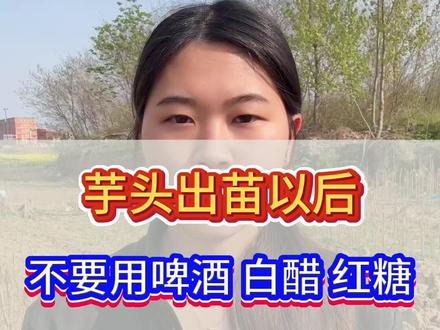 芋头出苗以后,不要用啤酒,白醋,红糖这些小配方了。 #芋头 #芋头出苗管理 #芋头施肥 #芋头管理 #芋头高产