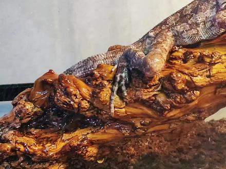 哈基蜥你这家伙#爬宠 #蜥蜴 #伞蜥 #神器动物在抖音