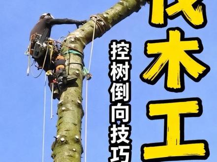 经验丰富的伐木工都是如何控制树木倒向的? #科普 #解压 #伐木工 #工人