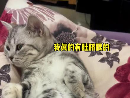 咦…猫咪的肚脐眼,只有肚脐没有眼埃🤠#记录猫咪日常 #猫咪