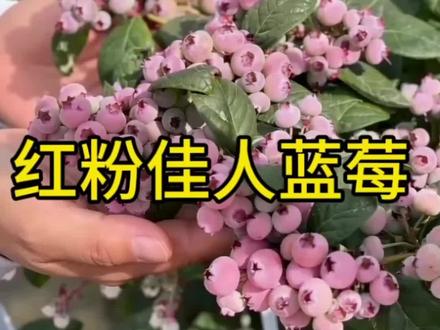 红粉佳人蓝莓 #蓝莓#红粉佳人 #红粉佳人蓝莓介绍