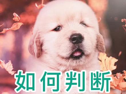 如何判断狗癣是否好了#如何判断狗癣是否好了 #狗癣 #狗狗