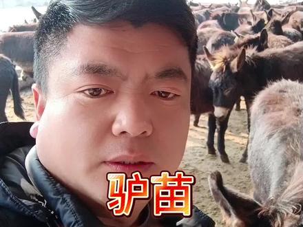 便宜的背后就是一个坑#三农 #养驴二民 #驴苗 #肉驴养殖#养驴技术