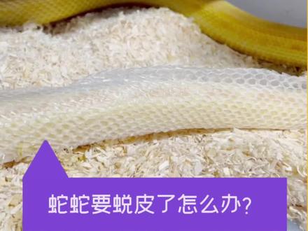 新手0基础养蛇:小蛇蜕皮注意事项,蛇蛇卡皮了怎么办?宠物蛇蜕皮注意事项。#适合家庭饲养的宠物蛇推荐 #玉米蛇 #猪鼻蛇 #蜕皮 #宠物蛇