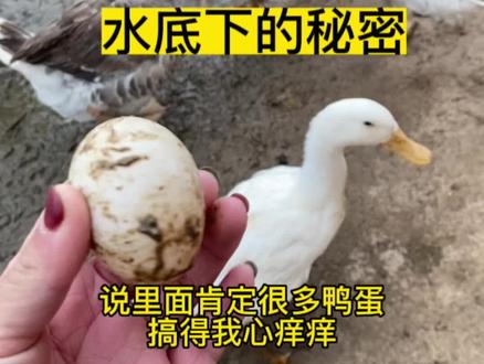 来来来,给你们揭秘水底下的秘密#我的乡村生活 #我的小院生活 #鸭子 #鹅 #萌宠出道计划