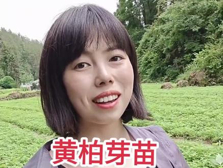 黄柏芽苗种植方法#黄柏苗 #黄柏苗基地 #黄柏苗供应 #黄柏芽苗