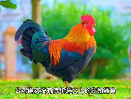 公鸡没有生殖器,是这样和母鸡交配的,结果亮了
