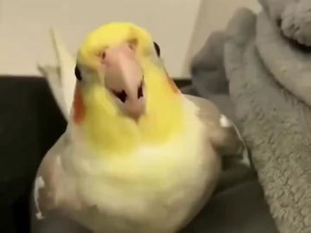 玄凤鹦鹉国歌咕叽咕叽教学#玄凤鹦鹉吹口哨