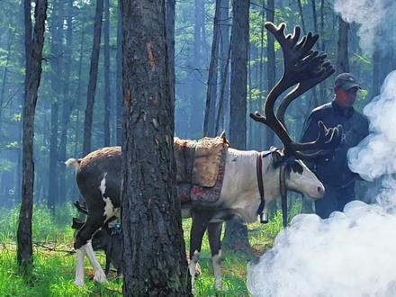 驯鹿在使鹿鄂温克文化中的地位很特殊! 饲养也有讲究!对使鹿鄂温克人来说,驯鹿不只是牲畜,而是如同家人般的存在,驯鹿蹄甲本适配山林松软地面,柏油路坚硬粗糙,长时间行走极易导致蹄甲磨损、开裂,此前就有驯鹿参与旅游活动后消瘦、尿血的情况,鄂温克人对此有着切肤之痛。所以我们鄂温克人长期形成了车载运输驯鹿的习惯,这是基于对驯鹿生理特点的了解形成的保护方式。当看到驯鹿被拖拽着在柏油路上行走,使鹿鄂温克,会觉得自身珍视的“家人”遭到了粗暴对待,我们对驯鹿很牵挂,这是我们自身饲养理念的坚守。这种拖拽行为缺乏驯鹿饲养经验!展示民族文化,我们要相互尊重,某些活动中有非遗传承人携驯鹿亮相演唱等温情环节。而活动结束后,在无人知晓的角落里?用车辆拖拽驯鹿?或许是活动结束后想快速转移驯鹿,但却没考虑到驯鹿的生理特点,属于缺乏跨民族饲养知识导致的疏漏。
跨民族文化协作中,对专属的文化与物种养护知识的传递传承严重缺位是我们不愿看到的。驯鹿是我们使鹿鄂温克族独有的文化符号,其他人租借驯鹿开展活动时,若提前和鄂温克人深入沟通,大概率能学到驯鹿的运输和养护技巧;也忽略了对不同民族文化及相关物种知识的梳理。其实民族文化交流的前提,是先吃透彼此文化里的核心珍视点,像鄂温克族养护驯鹿的习惯、只有提前做好知识传递与细节衔接,才能避免这类因认知差引发的矛盾,真正让文化交流暖心又合规。#额尔古纳河右岸 #驯鹿 #敖鲁古雅 #使鹿鄂温克 #我的乡村生活