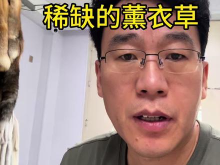 水貂奢侈品产生! 紧缺的纯天然薰衣草!#水貂#美国拍卖会 #金牌宝嘉美#薰衣草