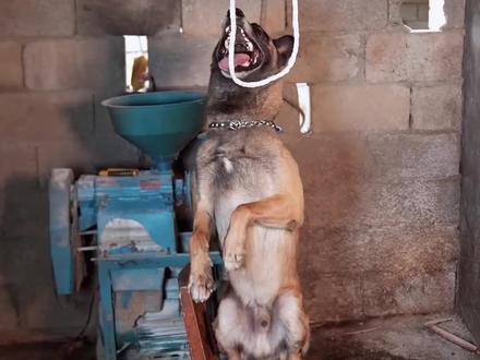 巴图做好事,却被冤枉了~它很伤心,它这是要干啥?!#狗狗 #动物成精系列 #我的乡村生活