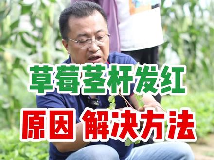 草莓茎秆发红产生的原因和解决办法#草莓苗 #草莓种植技术 #草莓种植