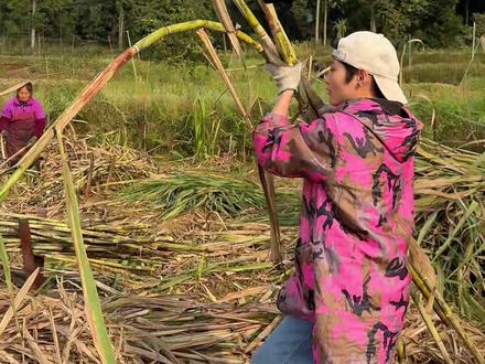 没人说的真相我来说 #新农人计划 #我的乡村生活 #甘蔗红糖