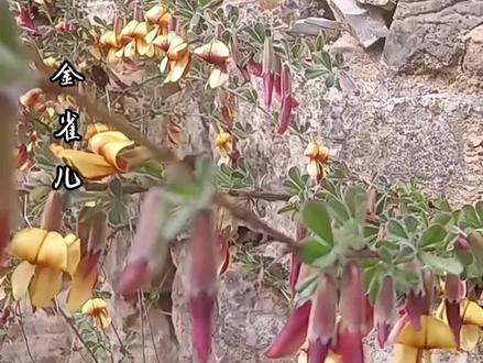 你的家乡有这种植物吗?#植物科普 #红花锦鸡儿 #三农 #识百草