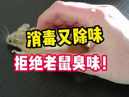 #创作灵感 家里有老鼠的屎臭味、尿骚味怎么办?#老鼠 #鼠臭 #除臭 #除臭喷雾 #除味 #除味喷雾 #好物推荐 #居家好物 #热门