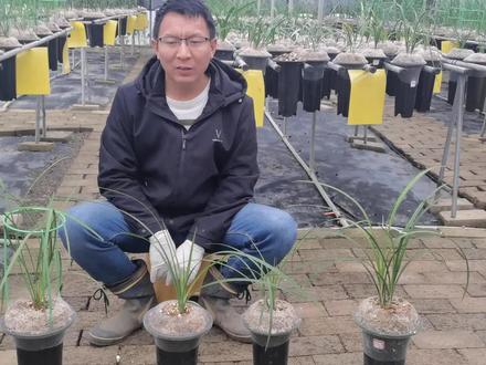 导致兰花叶片焦尖的六种主要原因及处理办法学会轻松解决兰花焦尖 #兰花种植 #兰花 #兰花管理 #兰花管理养护