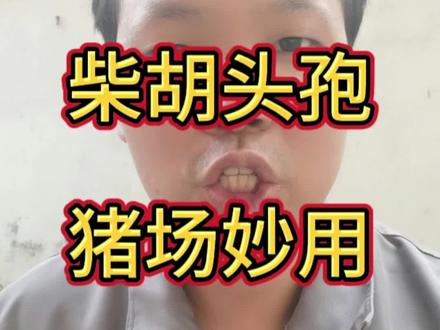 柴胡和头孢在猪的妙用,实战经验分享#所有养猪人 #养猪技术 #猪病 #一线兽医工作者 @抖音热点 @抖音小助手