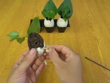 用鸡蛋壳扦插繁殖红掌叶片,方法简单生根快,一盆变多盆 #红掌 #绿植 #分享家庭养花知识 #绿植花卉