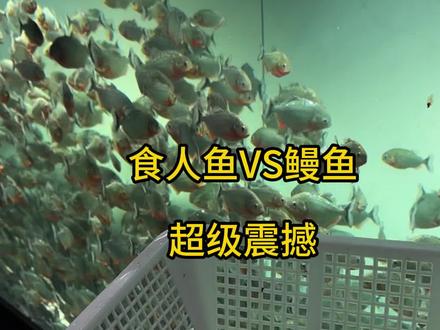 食人鱼vs鳗鱼#阿权玩猛鱼 #食人鱼 #水虎鱼 #电鳗 #水族