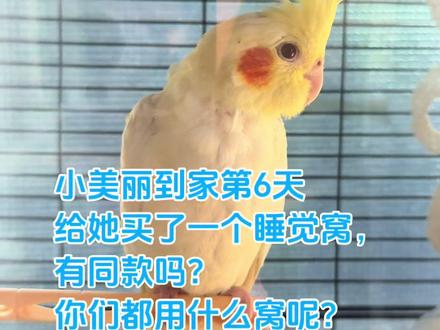 想问问大家,都如何锻炼鸟宝去窝里睡觉呢?我这款鸟窝怎么样?#鸟窝床 #驯鸟 #养鹦鹉的乐趣 #创作者中心 #创作灵感