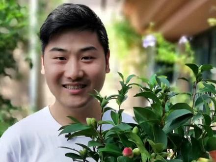 四季茶花,夏梦衍平,满足你对茶花的所有渴望~#茶花 #花卉绿植 #知识创作人