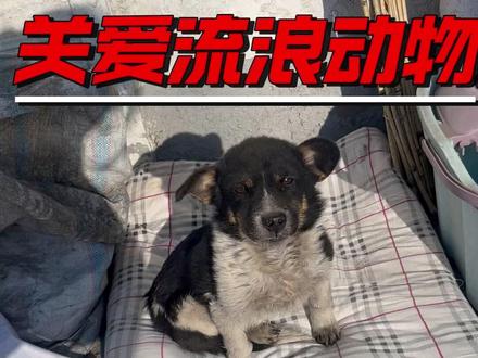 流浪小狗 不在流浪 已经找到安身之所 #流浪狗 #流浪狗不再流浪 #救助流浪狗
