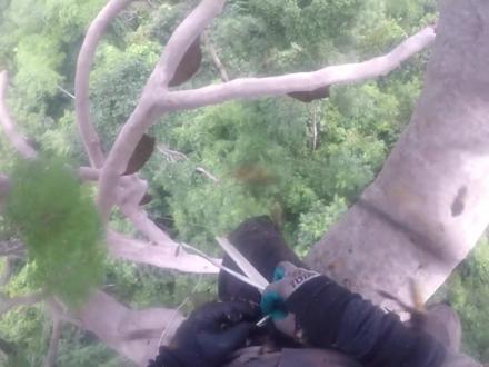 大排蜂蜜大丰收,一整块一整块的割。太爽了 #野生蜂蜜采摘 #户外 #蜂蜜 #户外找蜂 #蜂巢 #大排蜂 #大蜜蜂 #蜂巢 #蜂巢蜜