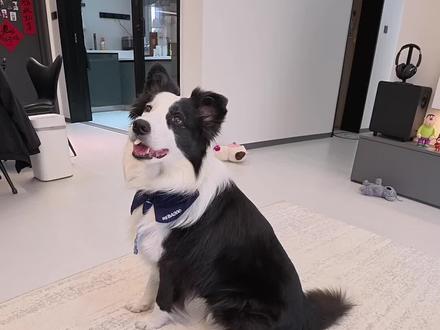 人 评论区能发语音了?
#给萌宠过年支个招#萌宠帮帮团#过个抖音新轻年#宝贝年味企划#万物可爱计划