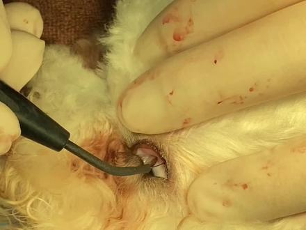 g小狗泪痕严重,原来是长满了倒睫毛,手术选择电解毛囊 #倒睫毛手术