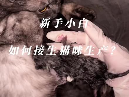 新手小白,接生猫咪生产的过程
补充下,正常生理现象
• 猫咪生产过程中,有时会出现间隔较长时间再生下一只的情况,尤其是初产母猫,生殖系统的收缩和胎儿的排出可能会相对不那么顺畅,只要猫咪整体状态良好,后续能正常产出胎儿,一般属于正常范围。
体力不足
• 生产是一个消耗大量体力的过程,如果母猫在生产第一只后体力严重透支,可能会导致产程延长,需要较长时间来恢复体力,以继续完成生产。
胎儿胎位不正
• 若后续胎儿存在胎位不正的情况,如横位、臀位等,会影响胎儿顺利通过产道,导致生产间隔时间延长。
子宫收缩乏力
• 母猫的子宫收缩能力可能因各种原因而减弱,如激素水平异常、子宫肌肉疲劳等,这会使子宫无法有效地将胎儿推出,从而造成生产间隔过长。
环境因素
• 环境嘈杂、温度不适或者有陌生气味和声音等干扰因素,可能会使母猫感到紧张、不安,从而抑制子宫收缩和分娩进程。
如果猫咪在生产间隔期间出现精神萎靡、体温异常、阴道持续流出异常分泌物等情况,建议及时带猫咪去宠物医院检查,以确保母猫和未出生胎儿的健康。#铲屎官的乐趣 #猫咪生产 #我和我的猫 #猫咪的日常 #流浪猫救助