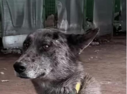 #每天分享动物趣事 @西北刀客-公益护农 @西北刀客-机油手 #西北刀客#西北刀客北境#西北刀客战队 #护农狩猎队