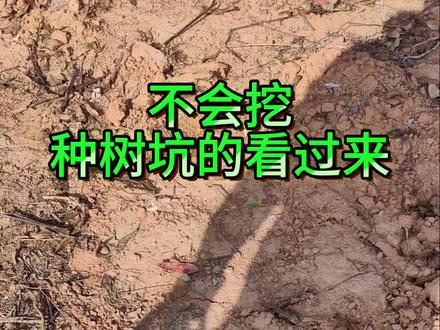#库外挖坑种树,不会挖坑的看过来#户外捕鱼捉鱼