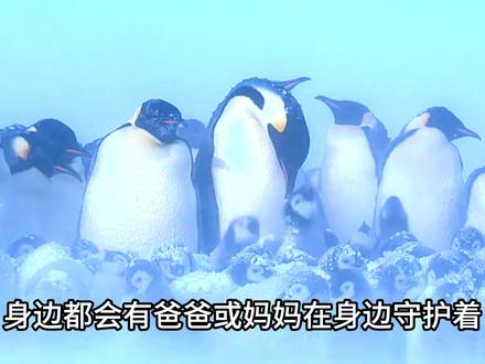 海里的独角兽,白鲸与独角鲸的会面,企鹅的成长 #北极动物 #南极动物 #独角鲸 #白鲸 #企鹅