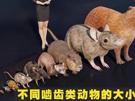 不同啮齿类动物的大小对比,最大超过2米